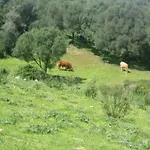 Il Vecchio Ginepro 3*