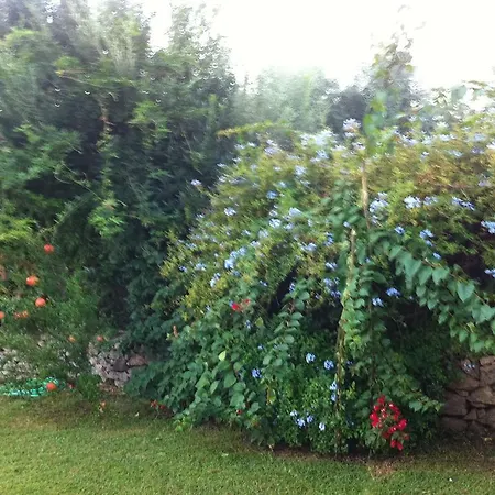 Il Vecchio Ginepro Arzachena