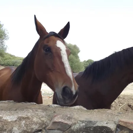 Il Vecchio Ginepro Alojamento de Acomodação e Pequeno-almoço Arzachena