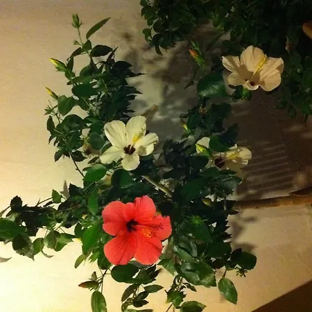 Bed and Breakfast Il Vecchio Ginepro 4*