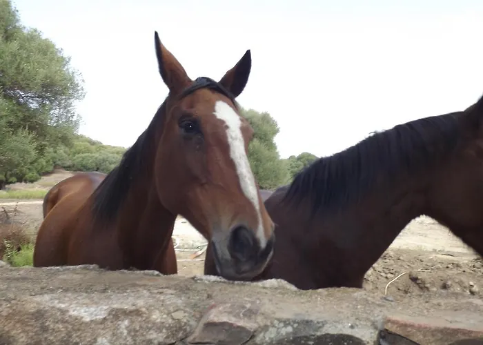 Il Vecchio Ginepro Bed & Breakfast Arzachena